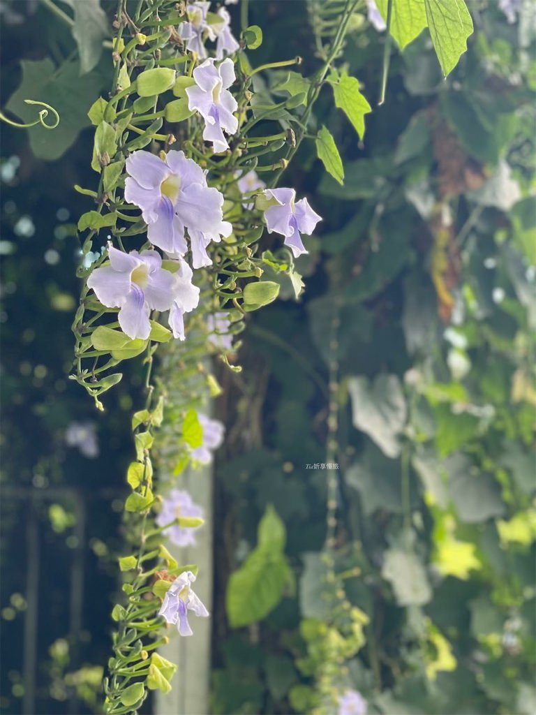 【花蓮美食】巴奇克竹坊｜花蓮原住民風味餐，無菜單料理一人＄5
