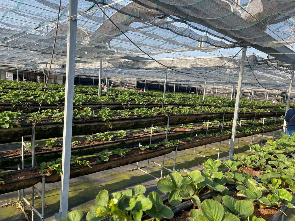 【桃園採草莓】中庄農園｜桃園大溪採草莓，這家還有草莓甜點和草