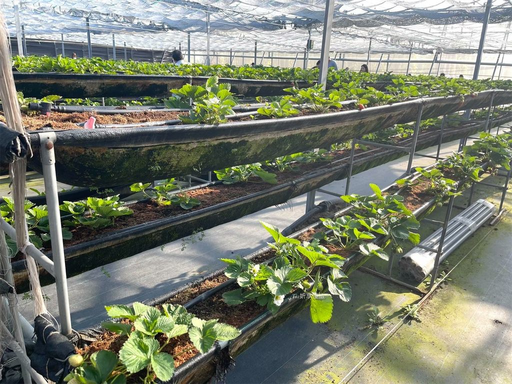 【桃園採草莓】中庄農園｜桃園大溪採草莓，這家還有草莓甜點和草