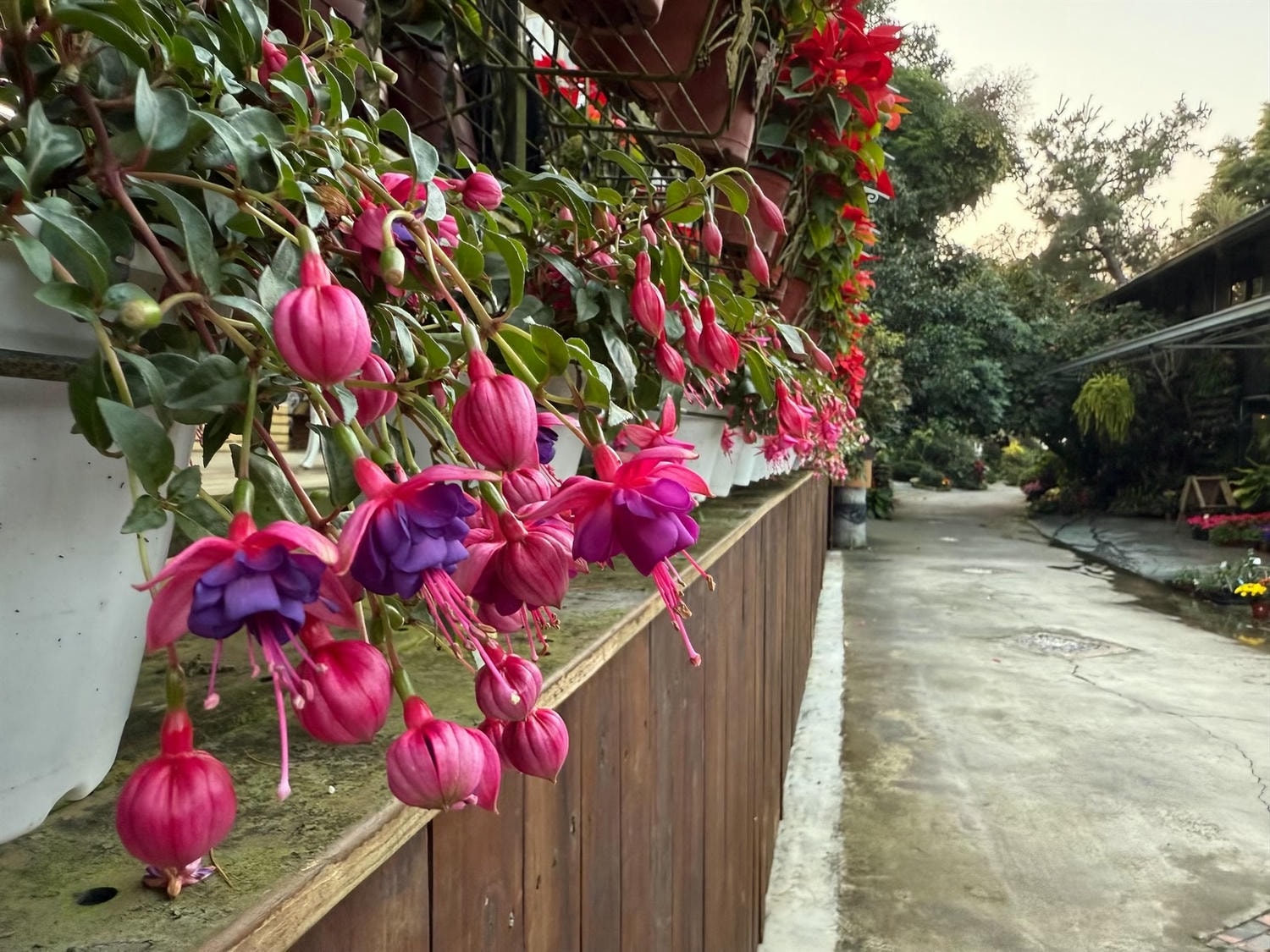 苗栗景點住宿推薦|花露農場民宿 花露精油城堡民宿開箱評價,親子情侶皆宜的浪漫景點 - 第41張圖 苗栗景點住宿推薦|花露農場民宿 花露精油城堡民宿開箱評價,親子情侶皆宜的浪漫景點