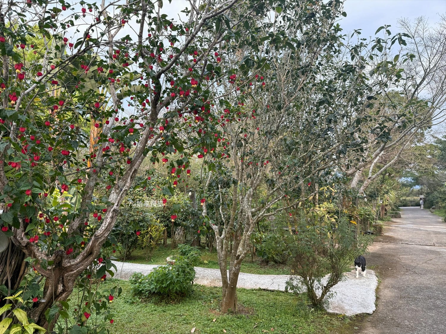 花自在食宿館｜苗栗卓蘭一泊三食villa木屋住宿，以花為主的早餐、下午茶、無菜單晚餐與附近景點介紹