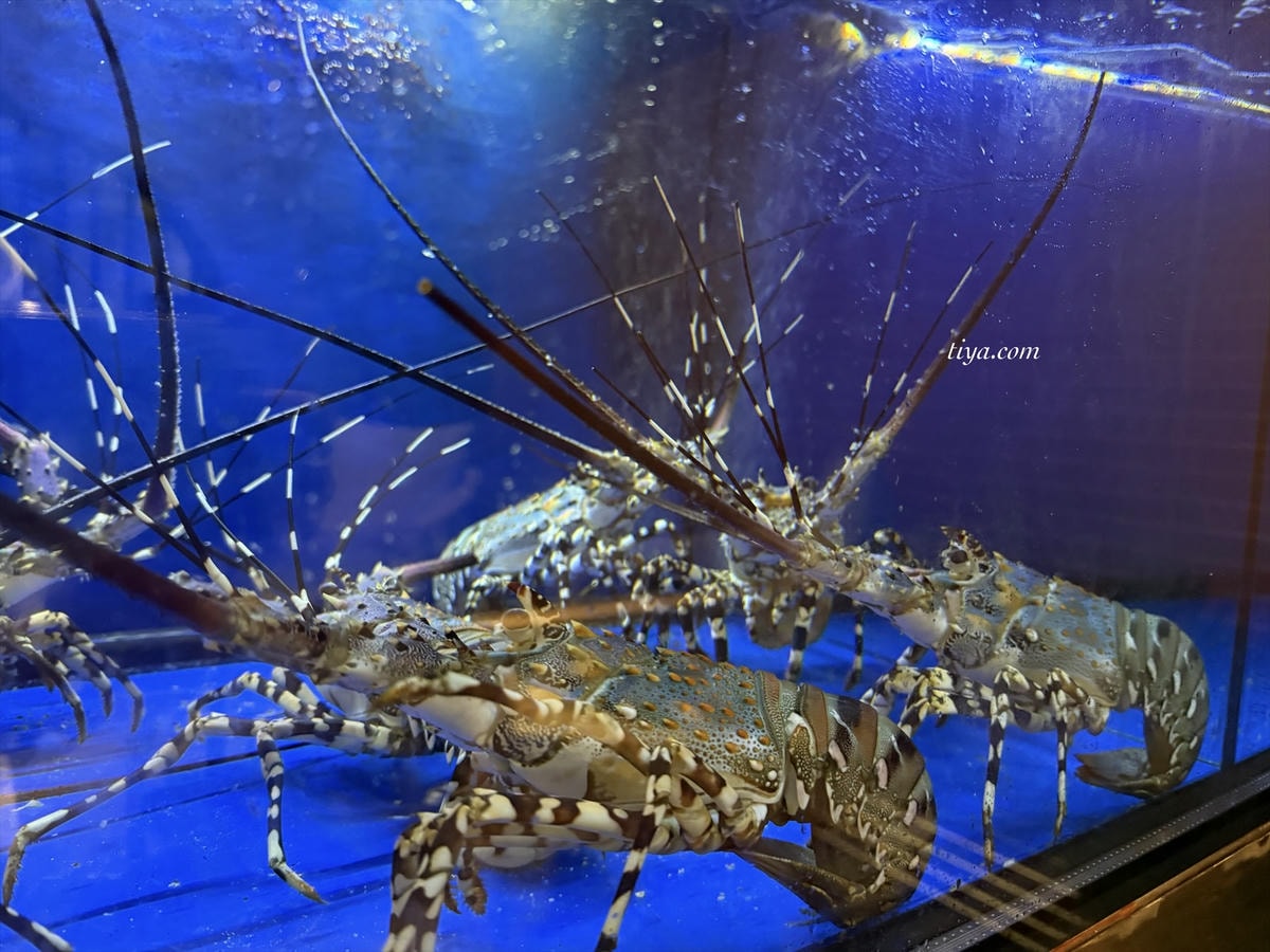 大安區鐵板燒推薦｜DOWA 道和日式鐵板燒 A5 和牛、龍蝦、鮑魚等11道求婚慶生高級饗宴